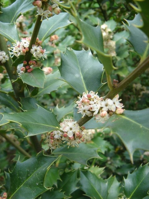 Ilex x altaclarensis 2
